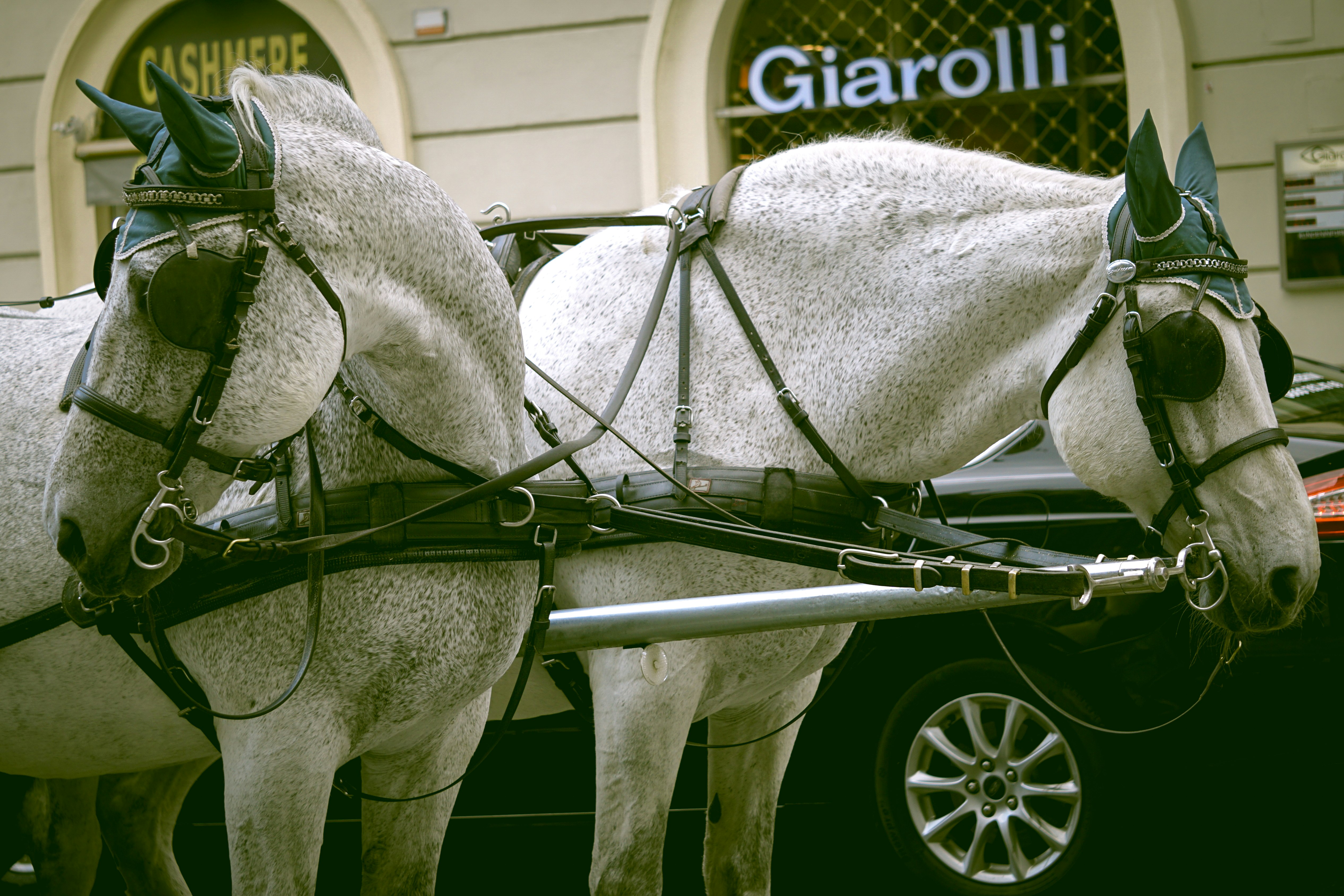 white horse with black leash